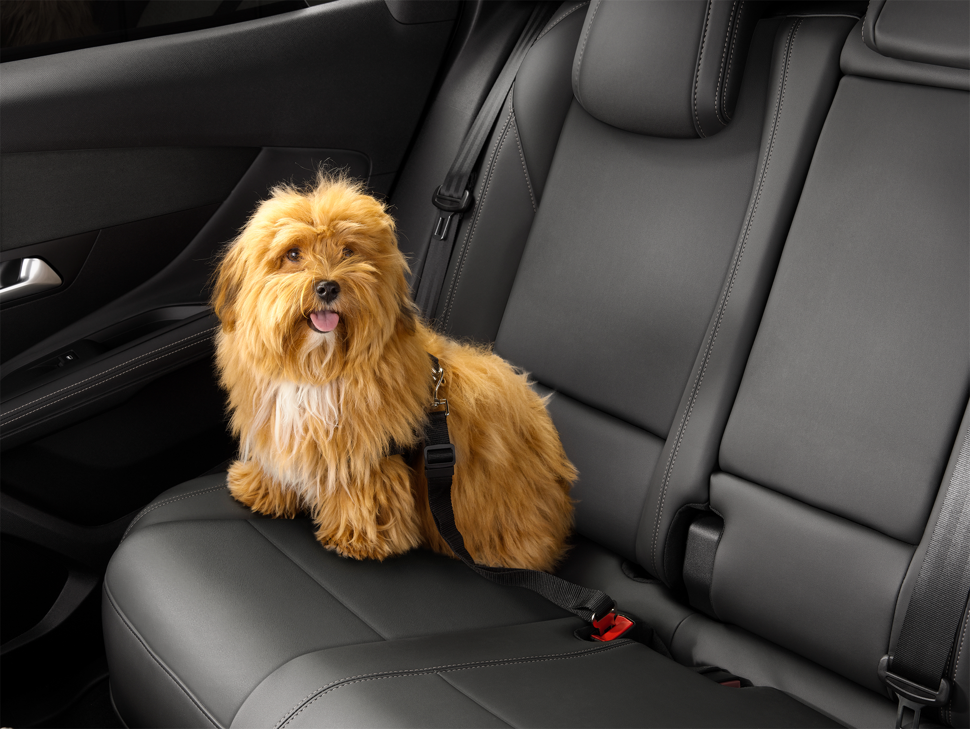 CINTURA DI SICUREZZA PER ANIMALI  fiat